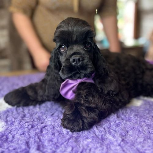 rainbow colors - Chiot disponible  - American Cocker Spaniel