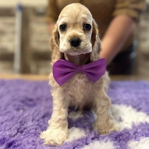 chiot American Cocker Spaniel rainbow colors