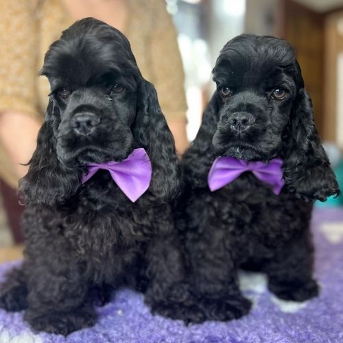 chiot American Cocker Spaniel rainbow colors