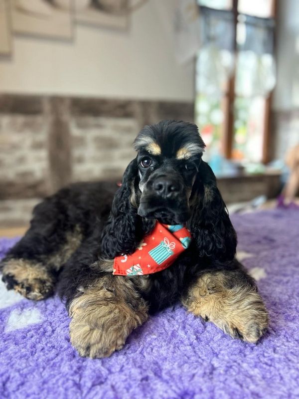 chiot American Cocker Spaniel rainbow colors