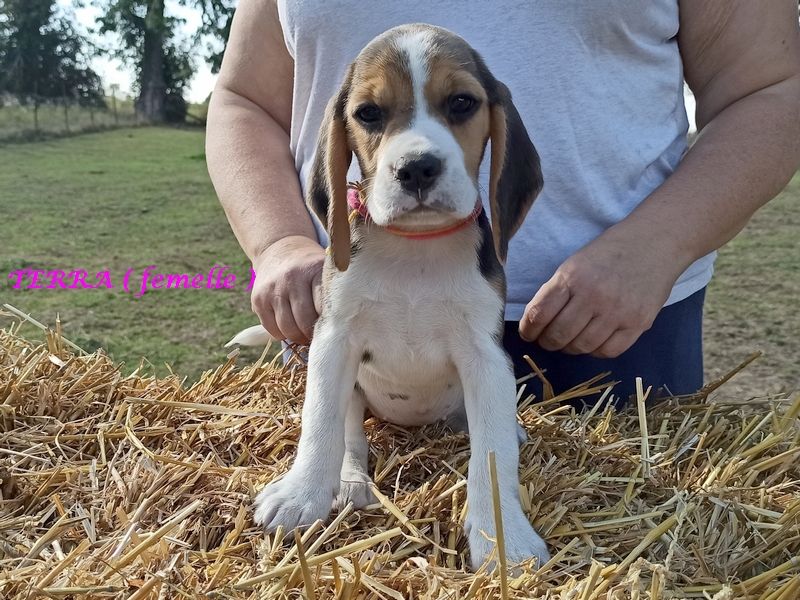 rainbow colors - Chiots disponibles - Beagle