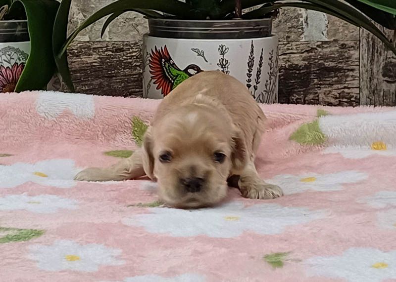 rainbow colors - Chiots disponibles - American Cocker Spaniel