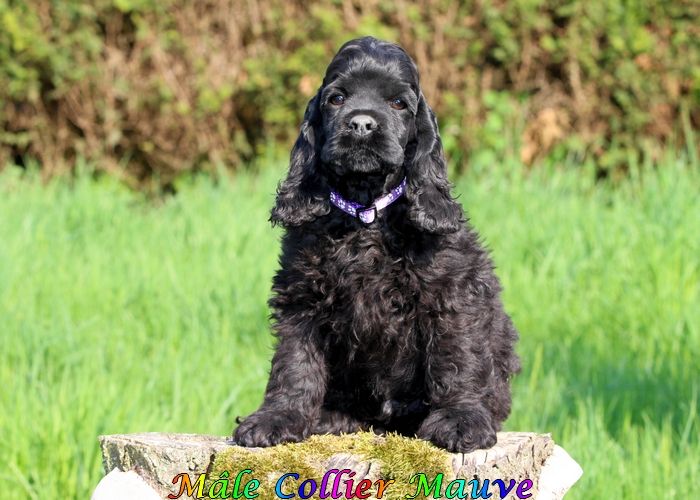 rainbow colors - Chiots disponibles - American Cocker Spaniel