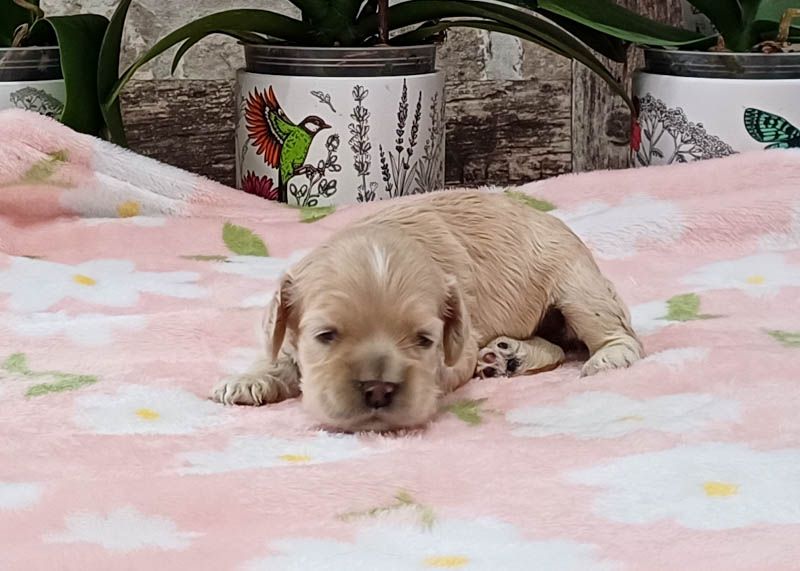 rainbow colors - Chiots disponibles - American Cocker Spaniel