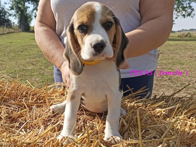 rainbow colors - Chiots disponibles - Beagle