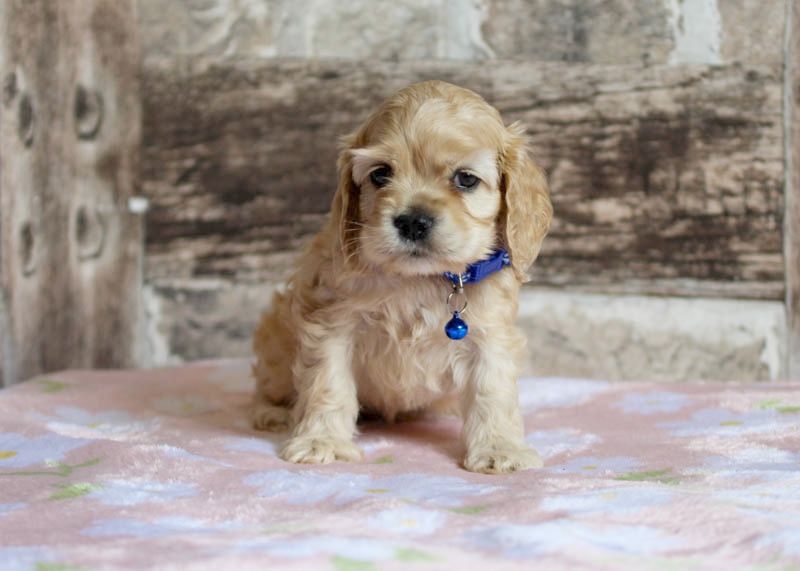 rainbow colors - Chiots disponibles - American Cocker Spaniel