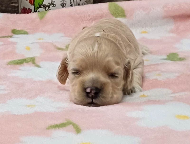 rainbow colors - Chiots disponibles - American Cocker Spaniel