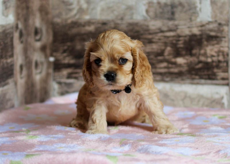 rainbow colors - Chiots disponibles - American Cocker Spaniel