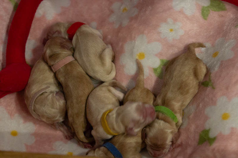 Chiot American Cocker Spaniel rainbow colors