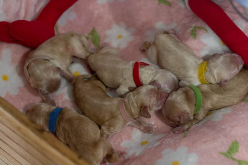 rainbow colors - Chiots disponibles - American Cocker Spaniel