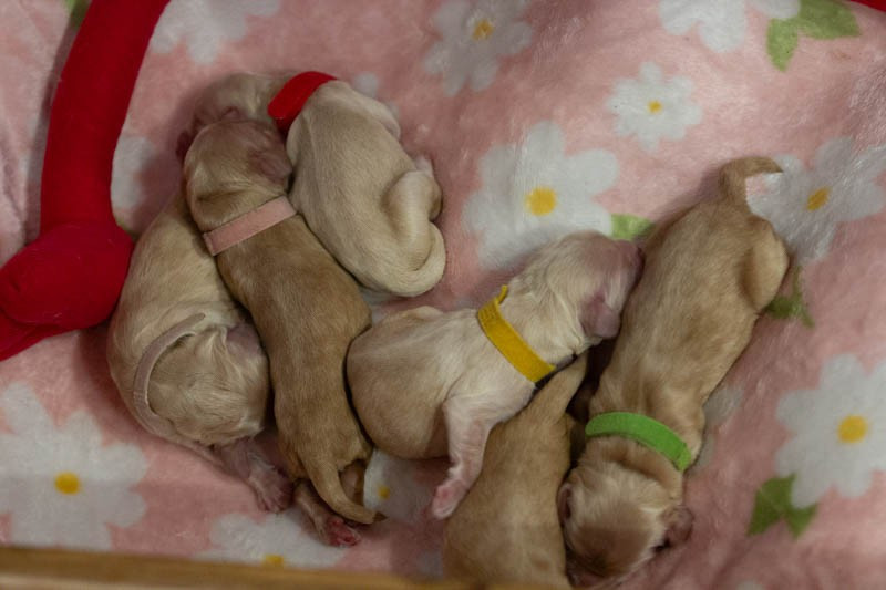 rainbow colors - Chiots disponibles - American Cocker Spaniel