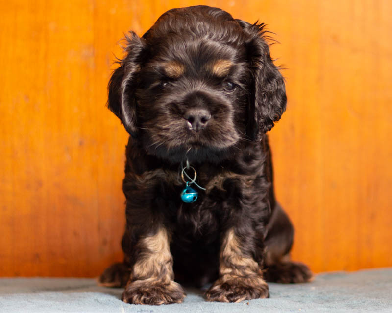 Chiot American Cocker Spaniel rainbow colors