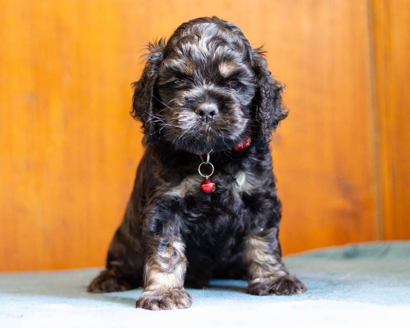 rainbow colors - Chiots disponibles - American Cocker Spaniel