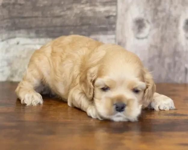 rainbow colors - Chiots disponibles - American Cocker Spaniel