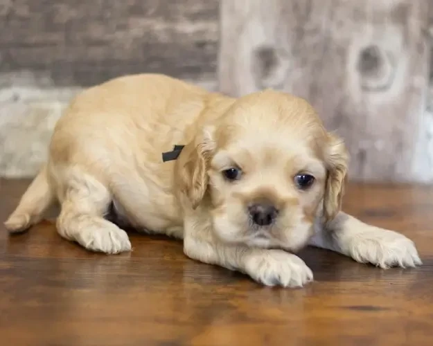 rainbow colors - Chiots disponibles - American Cocker Spaniel