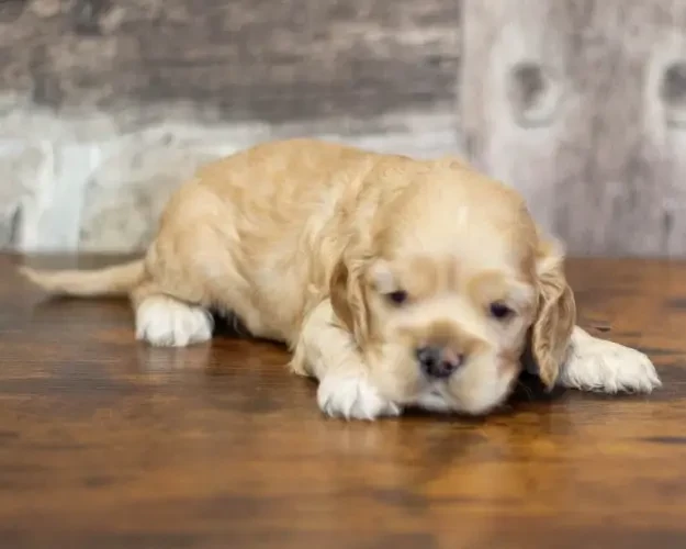 rainbow colors - Chiots disponibles - American Cocker Spaniel