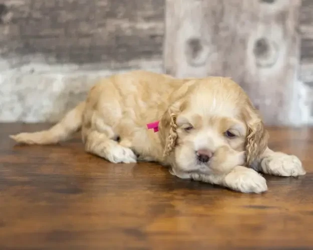 rainbow colors - Chiots disponibles - American Cocker Spaniel