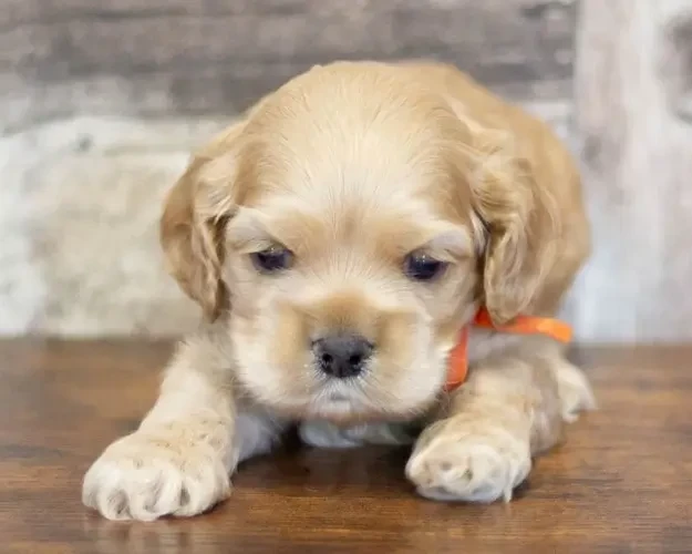 Chiot American Cocker Spaniel rainbow colors
