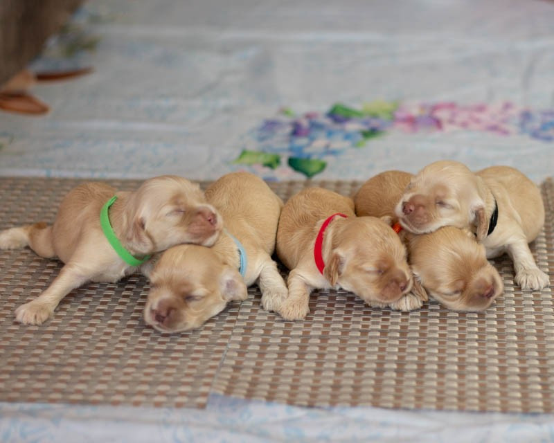 Chiot American Cocker Spaniel rainbow colors