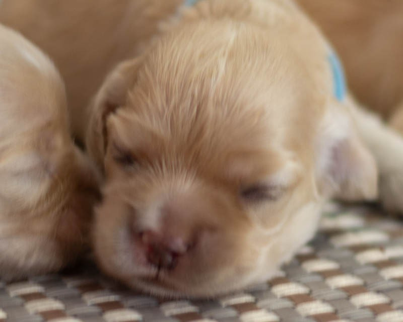 rainbow colors - Chiots disponibles - American Cocker Spaniel