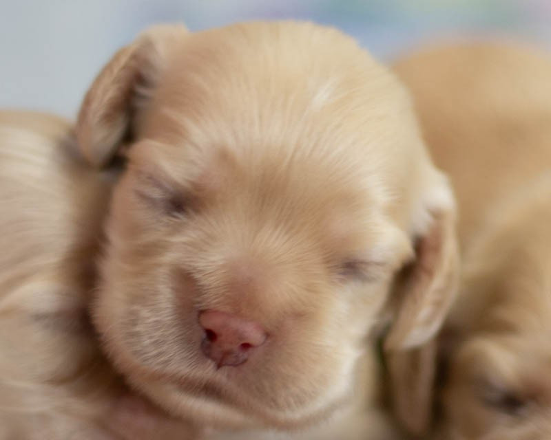 rainbow colors - Chiots disponibles - American Cocker Spaniel