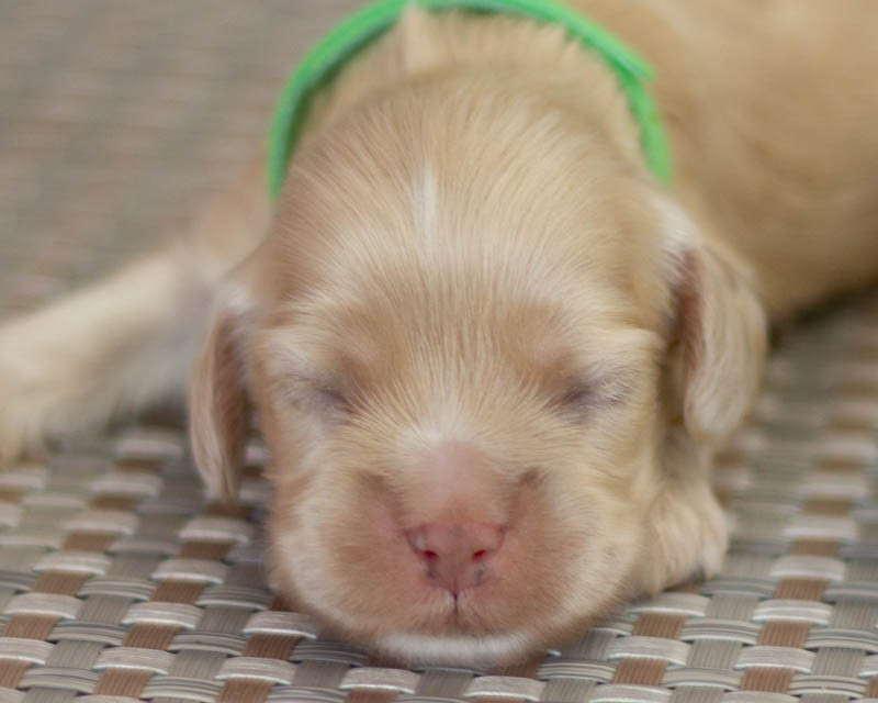 rainbow colors - Chiots disponibles - American Cocker Spaniel