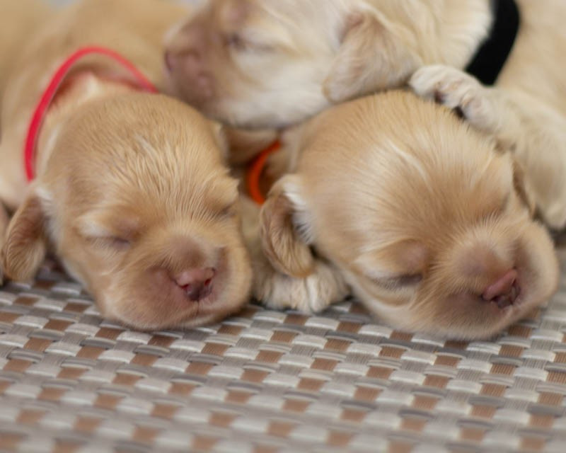 rainbow colors - Chiots disponibles - American Cocker Spaniel