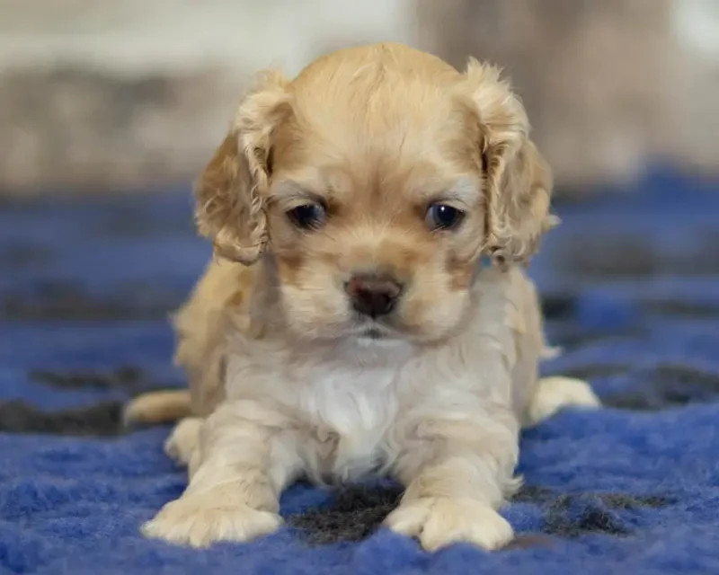 rainbow colors - Chiots disponibles - American Cocker Spaniel