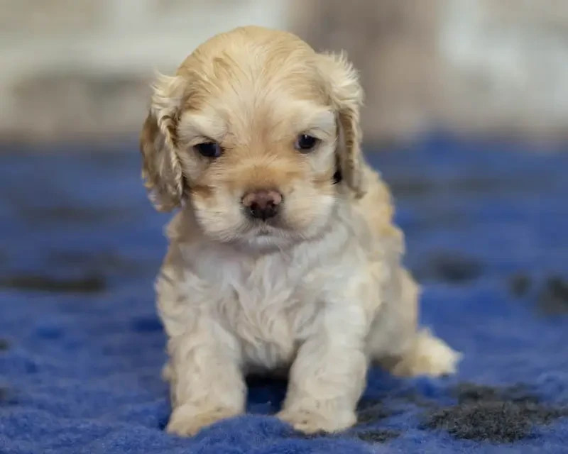 rainbow colors - Chiots disponibles - American Cocker Spaniel