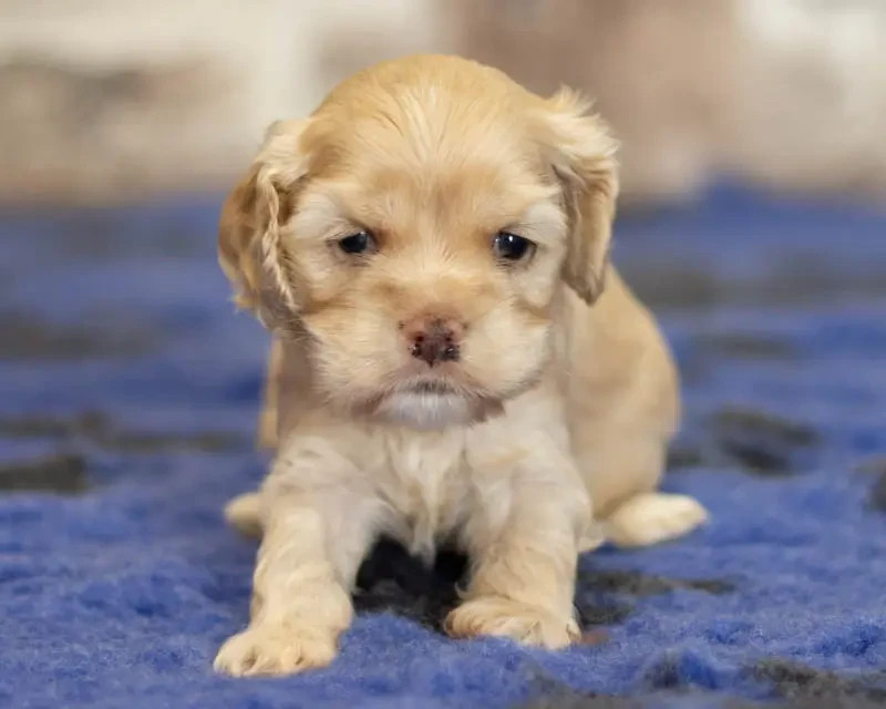 rainbow colors - Chiots disponibles - American Cocker Spaniel