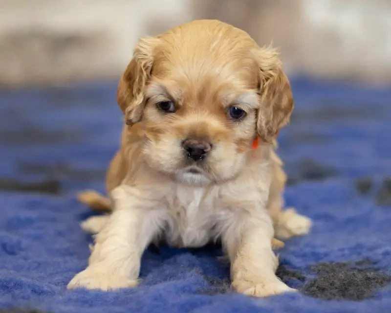 rainbow colors - Chiots disponibles - American Cocker Spaniel