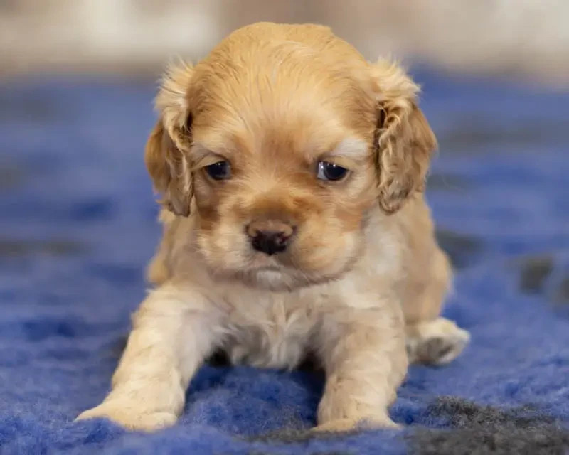 rainbow colors - Chiots disponibles - American Cocker Spaniel