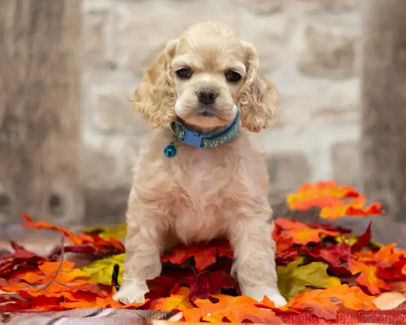 rainbow colors - Chiots disponibles - American Cocker Spaniel