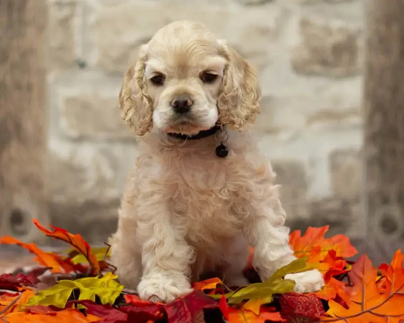 rainbow colors - Chiots disponibles - American Cocker Spaniel
