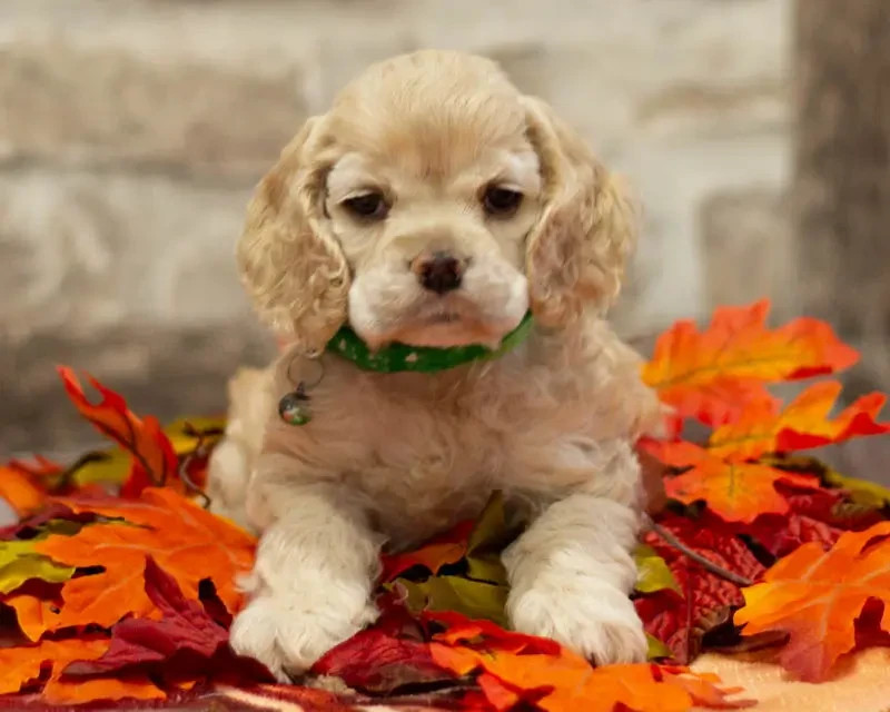 rainbow colors - Chiots disponibles - American Cocker Spaniel