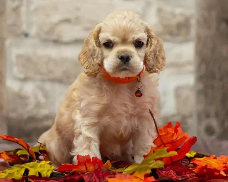rainbow colors - Chiots disponibles - American Cocker Spaniel
