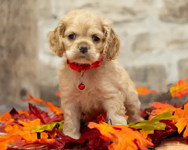 rainbow colors - Chiots disponibles - American Cocker Spaniel