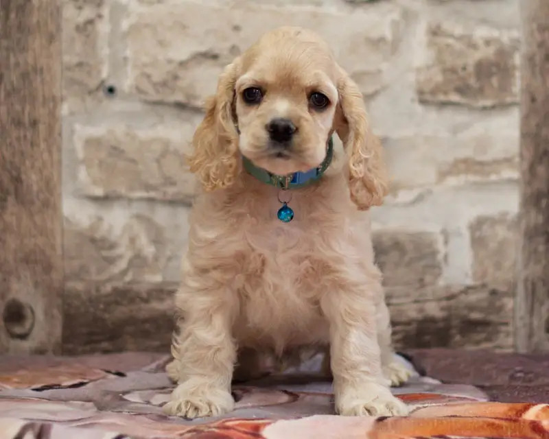 rainbow colors - Chiots disponibles - American Cocker Spaniel