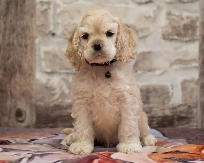rainbow colors - Chiots disponibles - American Cocker Spaniel
