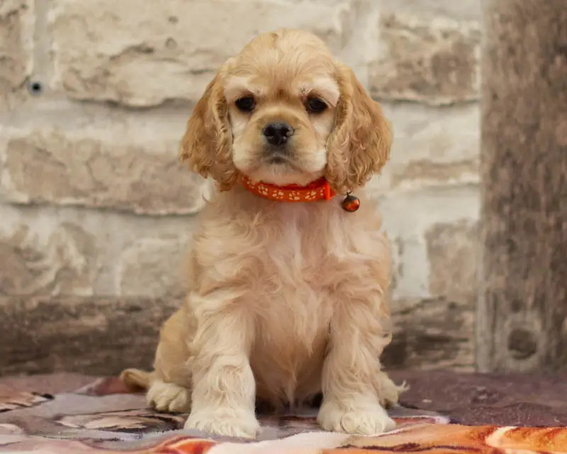 rainbow colors - Chiots disponibles - American Cocker Spaniel