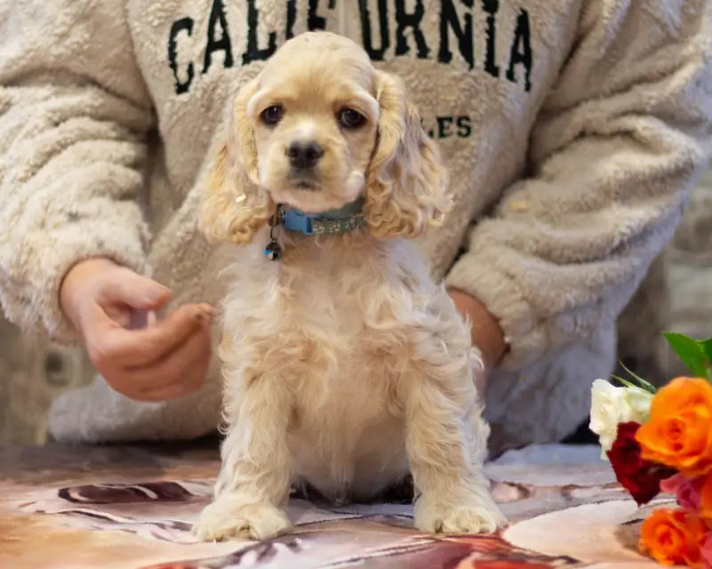 rainbow colors - Chiots disponibles - American Cocker Spaniel