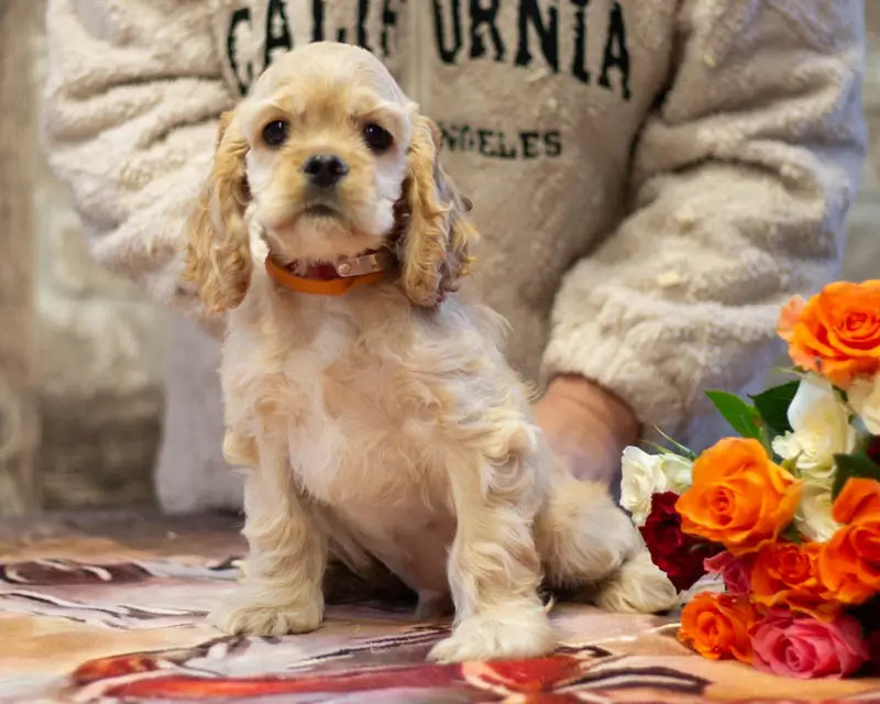 rainbow colors - Chiots disponibles - American Cocker Spaniel