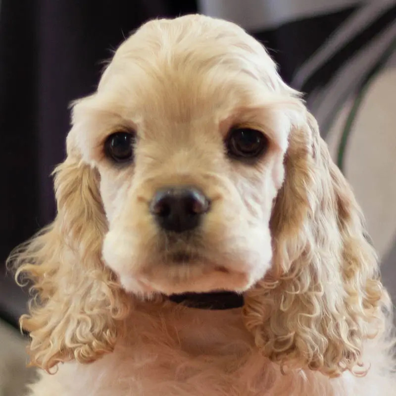 rainbow colors - Chiots disponibles - American Cocker Spaniel