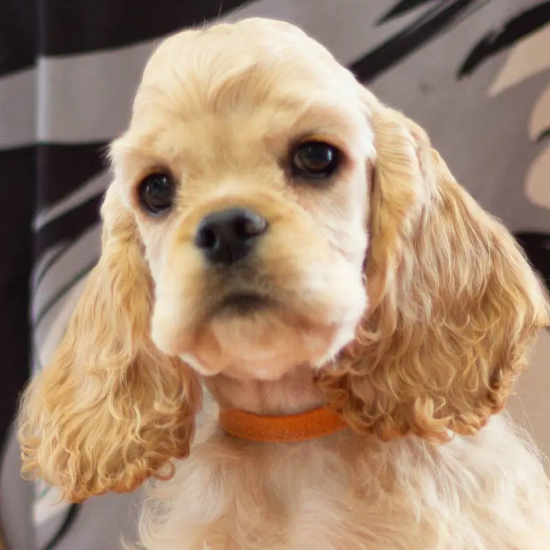 rainbow colors - Chiots disponibles - American Cocker Spaniel