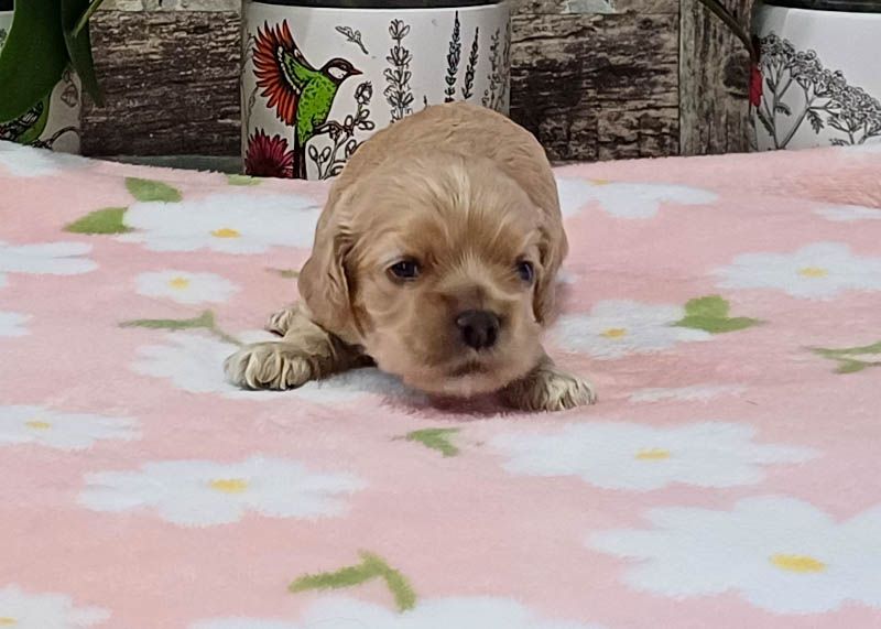 rainbow colors - Chiots disponibles - American Cocker Spaniel