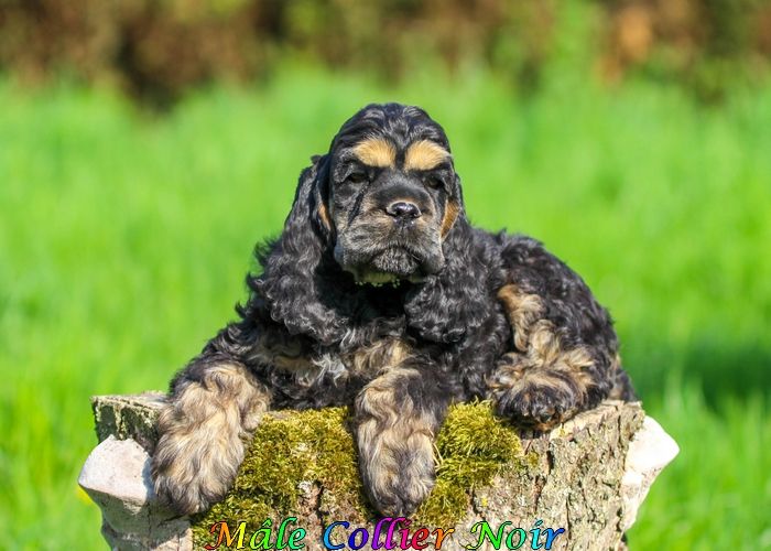 rainbow colors - Chiots disponibles - American Cocker Spaniel