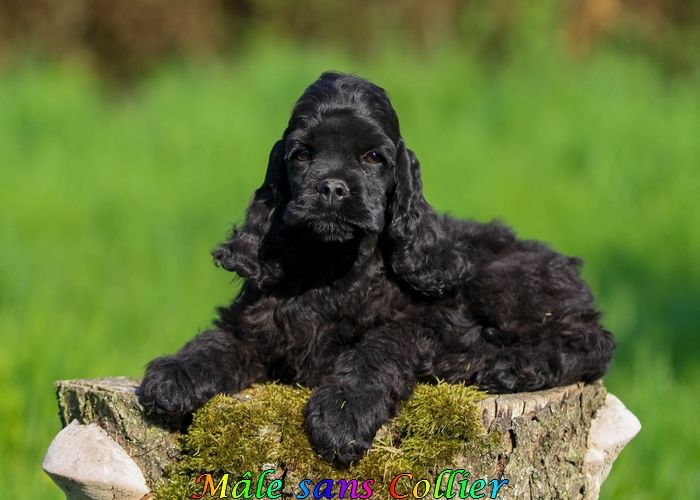 Chiot American Cocker Spaniel rainbow colors