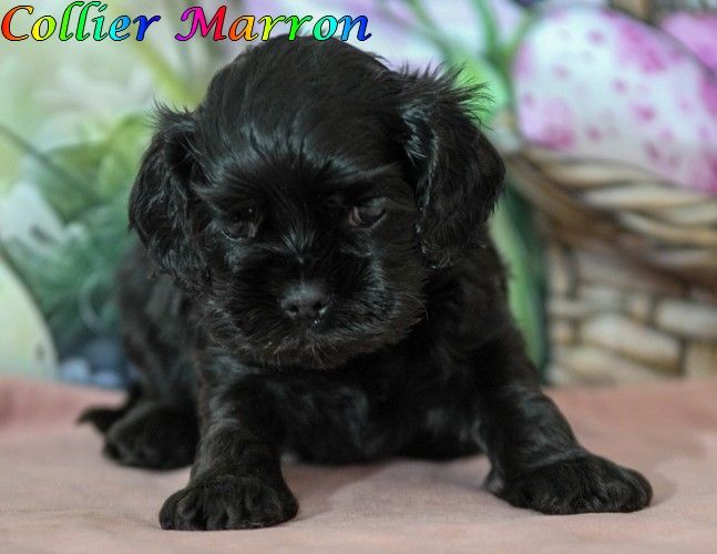 rainbow colors - Chiots disponibles - American Cocker Spaniel