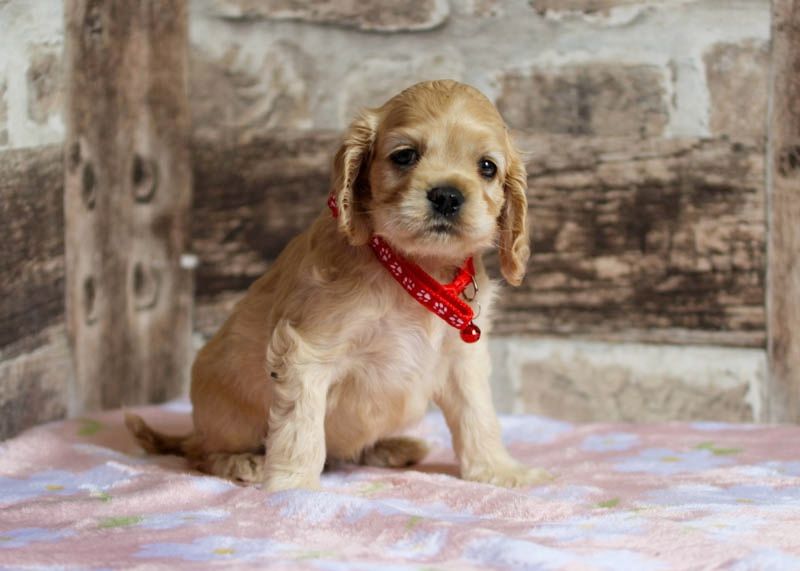 rainbow colors - Chiots disponibles - American Cocker Spaniel