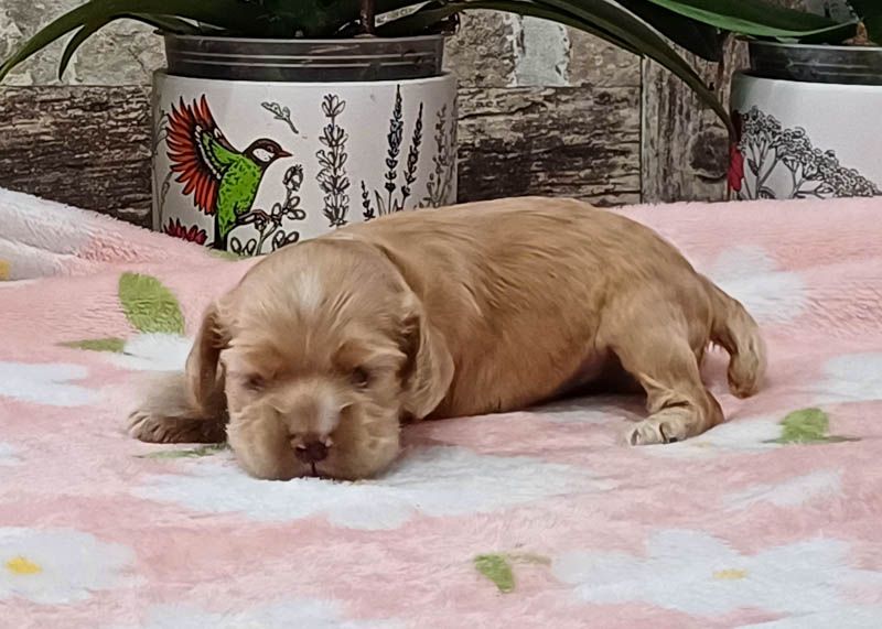 rainbow colors - Chiots disponibles - American Cocker Spaniel